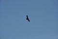 Andean Condor Vultur gryphus flying over the mountains