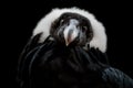 The Andean Condor (Vultur gryphus) Royalty Free Stock Photo