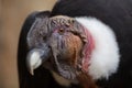 Andean condor Vultur gryphus. Royalty Free Stock Photo