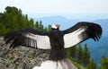 Andean condor Royalty Free Stock Photo