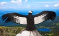 Andean condor Royalty Free Stock Photo