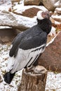 Andean Condor. VÃÂºltur grÃÂ½phus. Royalty Free Stock Photo