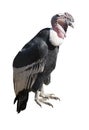 Andean condor on white background isolated Royalty Free Stock Photo