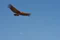 Andean Condor Royalty Free Stock Photo