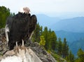 Andean condor in wildness area Royalty Free Stock Photo