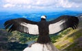 Andean condor in wildness area Royalty Free Stock Photo