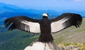 Andean condor in wildness area Royalty Free Stock Photo