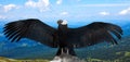 Andean condor in wildness Royalty Free Stock Photo