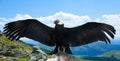 Andean condor in wildness Royalty Free Stock Photo