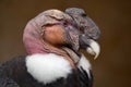 Andean condor (Vultur gryphus).