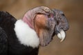 Andean condor (Vultur gryphus). Royalty Free Stock Photo