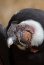 Andean condor (Vultur gryphus). Royalty Free Stock Photo
