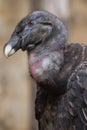 Andean condor (Vultur gryphus). Royalty Free Stock Photo