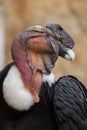 Andean condor (Vultur gryphus). Royalty Free Stock Photo