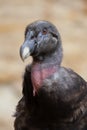 Andean condor Royalty Free Stock Photo