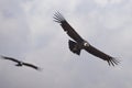 Andean Condors - Chile Royalty Free Stock Photo