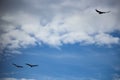 Andean condors flying in sky Royalty Free Stock Photo