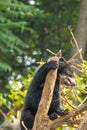 An Andean Cub Bear Climbing a Tree Royalty Free Stock Photo