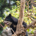 An Andean Cub Bear Climbing a Tree Royalty Free Stock Photo