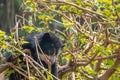 An Andean Cub Bear Climbing a Tree Royalty Free Stock Photo