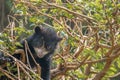 An Andean Cub Bear Climbing a Tree Royalty Free Stock Photo