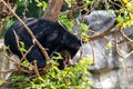 An Andean Cub Bear Climbing a Tree Royalty Free Stock Photo
