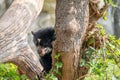 An Andean Cub Bear about to climb a Tree Royalty Free Stock Photo