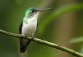 Andean Emerald Royalty Free Stock Photo