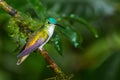 Andean Emerald