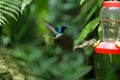 Andean emerald and White-necked jacobin hummingbirds in flight Royalty Free Stock Photo