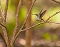 Andean Emerald Hummingbird Royalty Free Stock Photo