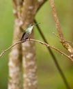 Andean Emerald Hummingbird Royalty Free Stock Photo