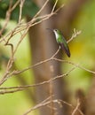 Andean Emerald Hummingbird Royalty Free Stock Photo