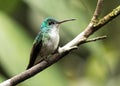 Andean Emerald Hummingbird, Amazilia franciae Royalty Free Stock Photo