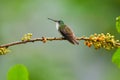 Andean Emerald Hummingbird, Male Royalty Free Stock Photo