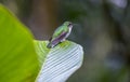 An Andean Emerald Hummingbird Perched on a Leaf Royalty Free Stock Photo