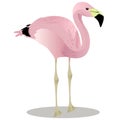 Andean flamingo cartoon bird