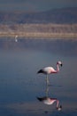 Andean flamingo at Chaxa lagoon. Los Flamencos National Reserve. Chile Royalty Free Stock Photo