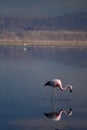 Andean flamingo at Chaxa lagoon. Los Flamencos National Reserve. Chile Royalty Free Stock Photo