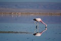 Andean flamingo foraging at Chaxa lagoon. Los Flamencos National Reserve. Chile Royalty Free Stock Photo