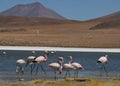 Andean flamingo`s in Laguna Colorado