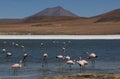 Andean flamingo`s in Laguna Colorado