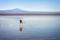 Andean flamingo taking flight in Laguna Chaxa, Atacama salar, Chile