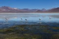 Andean flamingoes foraging for food in the White Lagoon Laguna Blanca