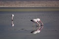 Andean flamingos foraging at Chaxa lagoon. Los Flamencos National Reserve. Chile Royalty Free Stock Photo