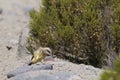 Andean Flicker on the Altiplano of Northern Chile Royalty Free Stock Photo