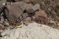 Andean Flicker on the Altiplano of Northern Chile Royalty Free Stock Photo