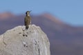 Andean Flicker on the Altiplano of Northern Chile Royalty Free Stock Photo