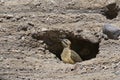 Andean Flicker on the Altiplano of Northern Chile Royalty Free Stock Photo