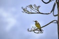 Andean Flicker (Colaptes rupicola Royalty Free Stock Photo